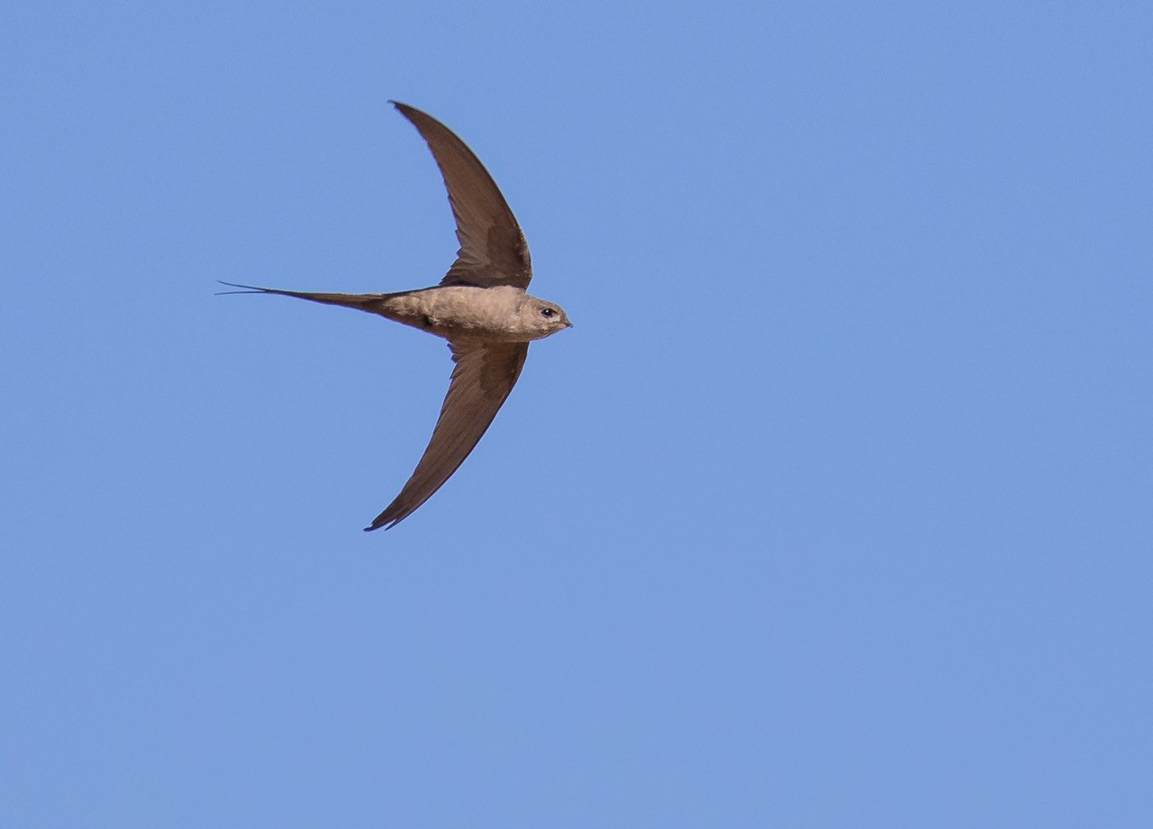 image African Palm-Swift